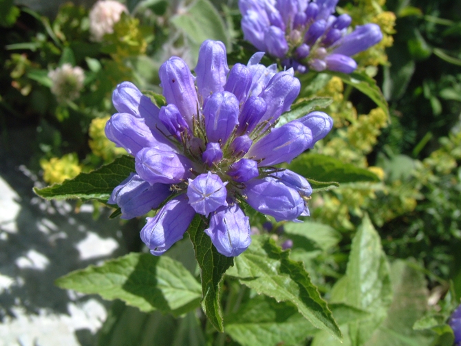 Campanula foliosa / Campanula meridionale